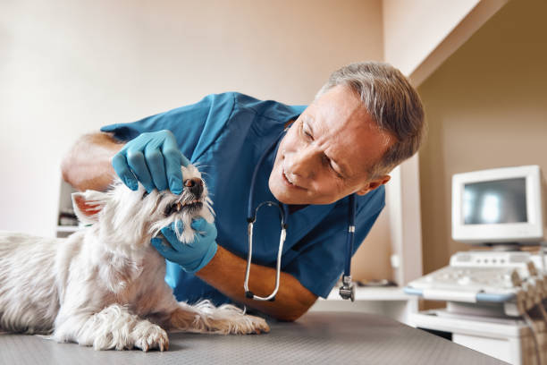 Best Broken or Chipped Tooth Repair in Conashaugh Lakes, PA